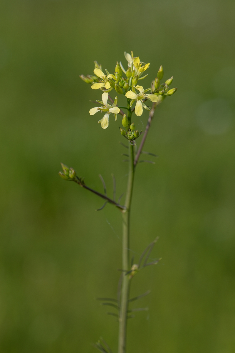 David Plant Photography - Wildlife Photography - Flixweed - F.jpg - Flixweed - Suffolk