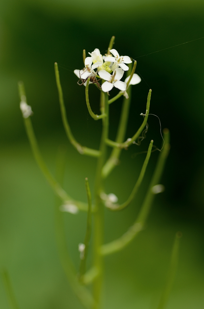 David Plant Photography - Wildlife Photography - Garlic mustard - A.jpg - Garlic mustard flowers - Buckinghamshire