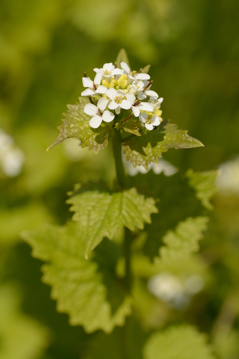 David Plant Photography - Wildlife Photography - Garlic mustard - B.jpg - Garlic mustard - Bedfordshire