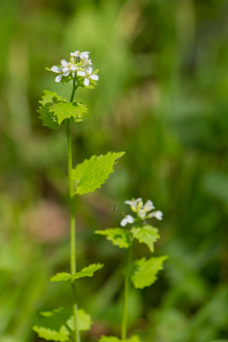 David Plant Photography - Wildlife Photography - Garlic mustard - D.JPG - Garlic mustard - Bedfordshire