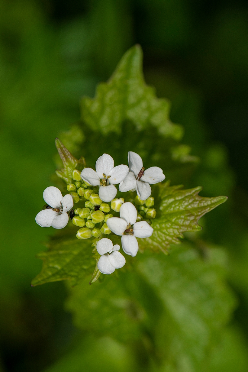 David Plant Photography - Wildlife Photography - Garlic mustard - E.JPG - Garlic mustard - Suffolk