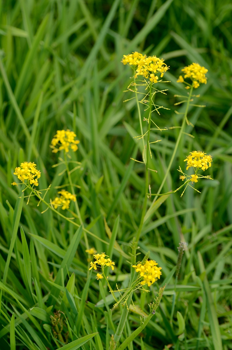 David Plant Photography - Wildlife Photography - Great yellow-cress - B.jpg - Great yellow-cress flowers - Norfolk
