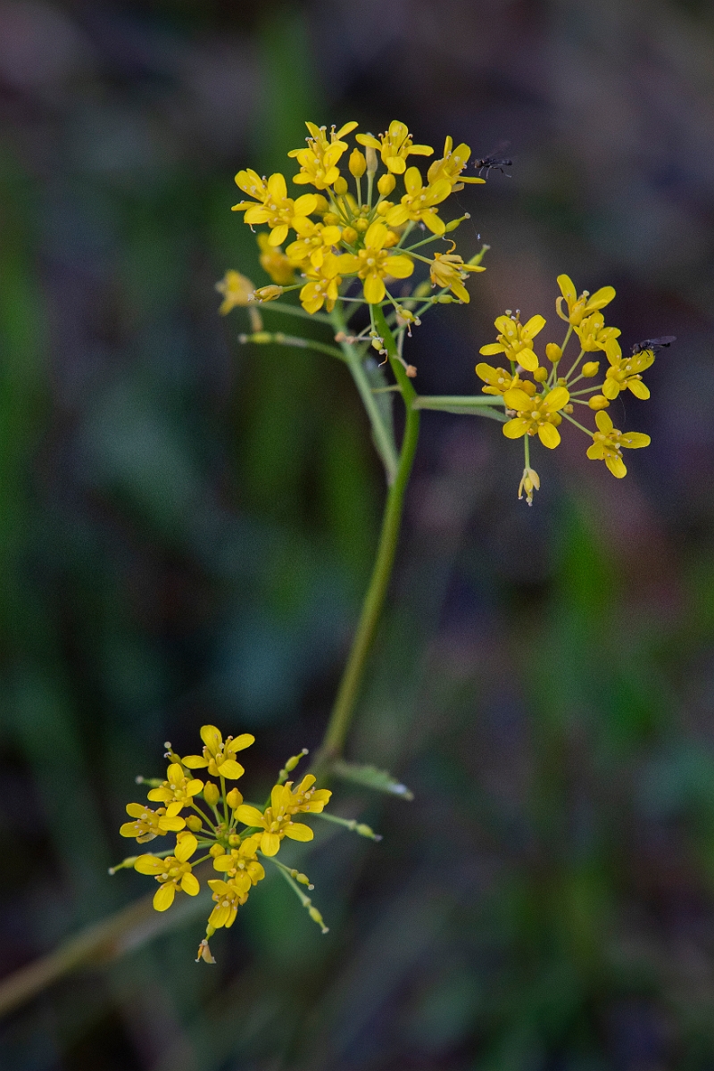 David Plant Photography - Wildlife Photography - Great yellow-cress - D.JPG - Great yellow-cress - Norfolk