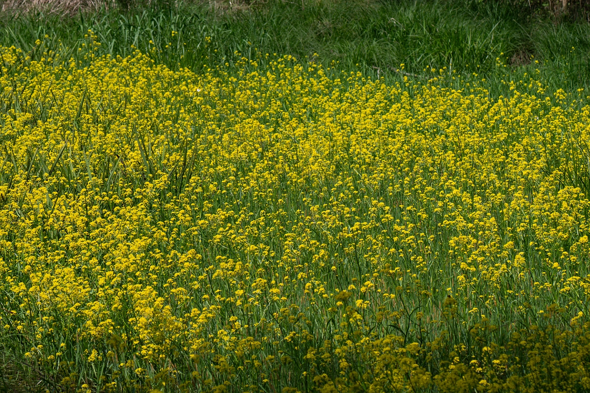 David Plant Photography - Wildlife Photography - Great yellow-cress - E.jpg - Great yellow-cress - Norfolk