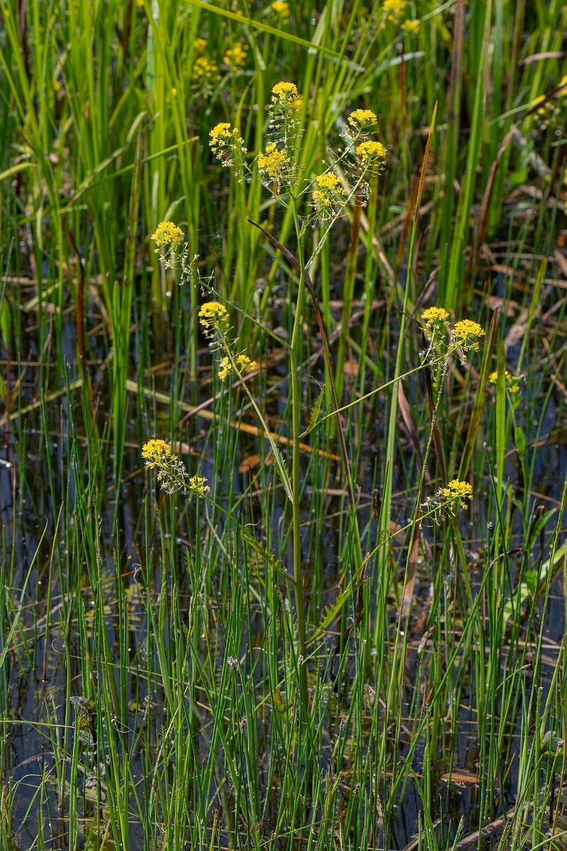 David Plant Photography - Wildlife Photography - Great yellow-cress - F.jpg - Great yellow-cress - Norfolk