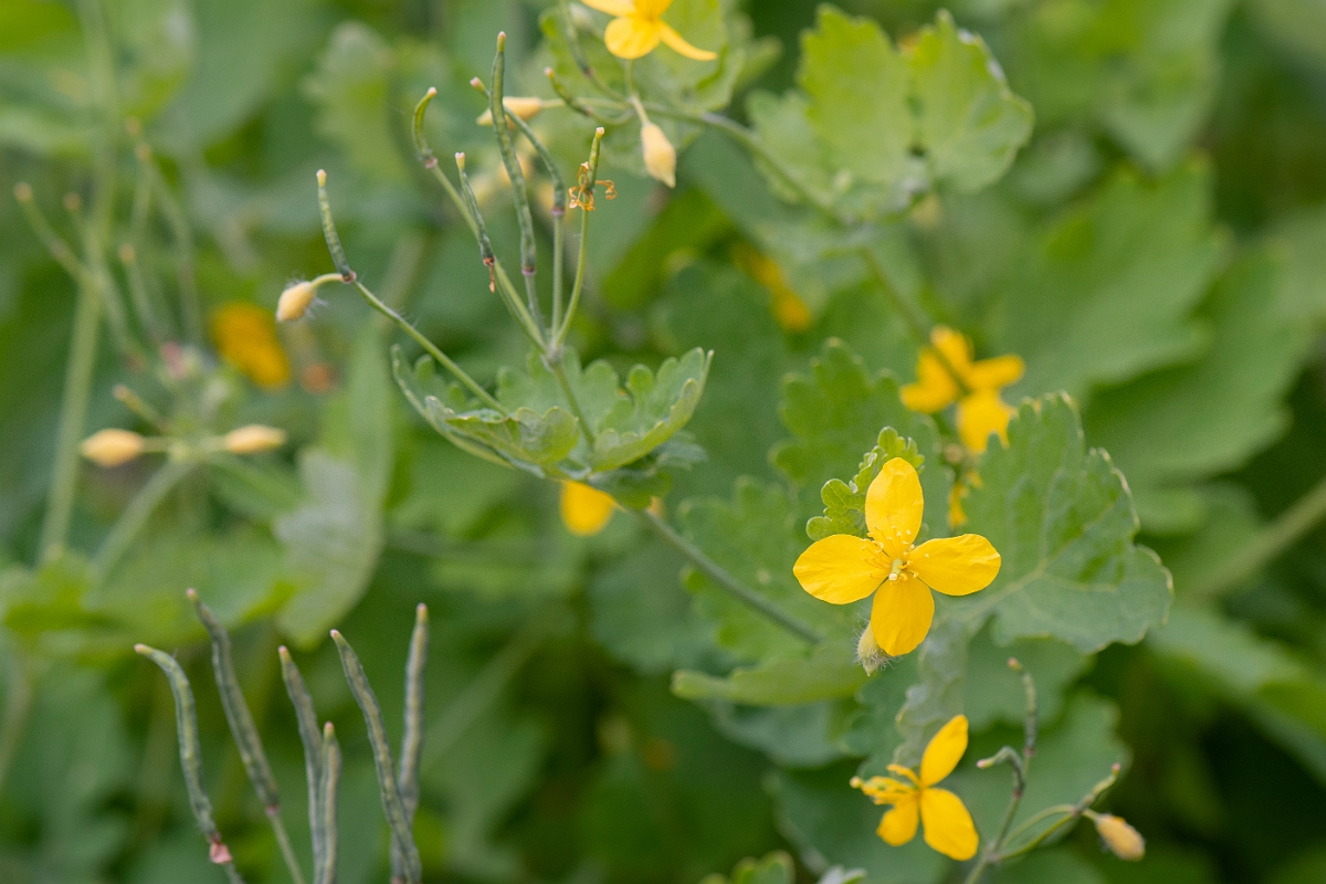 David Plant Photography - Wildlife Photography - Greater celandine - A.JPG - Greater celandine - Suffolk