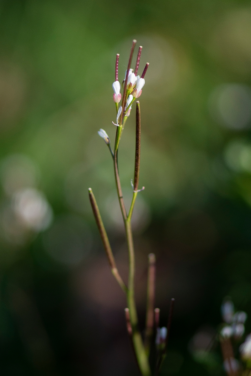 David Plant Photography - Wildlife Photography - Hairy bittercress - A.JPG - Hairy bittercress - Cotswolds