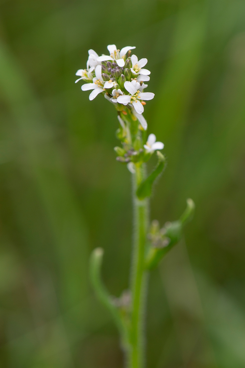 David Plant Photography - Wildlife Photography - Hairy rock-cress - C.JPG - Hairy rockcress - Suffolk