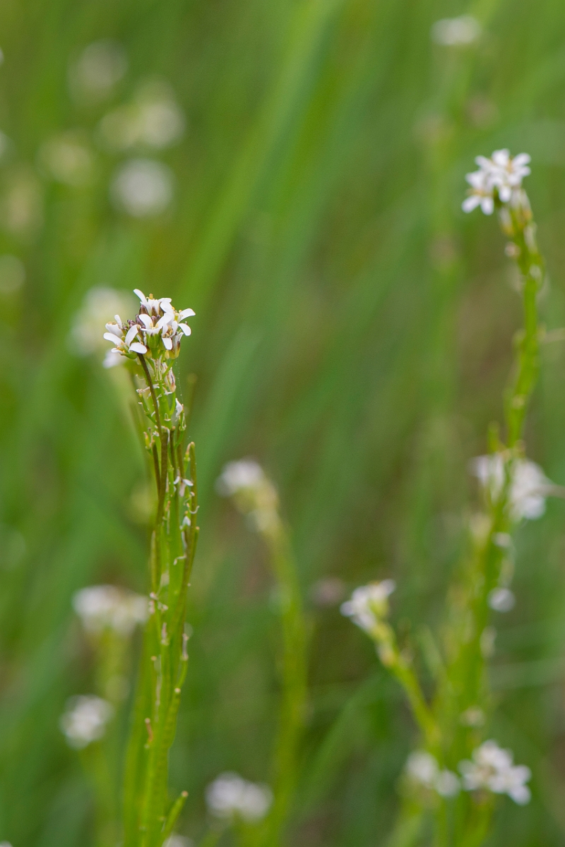 David Plant Photography - Wildlife Photography - Hairy rock-cress - E.JPG - Hairy rockcress - Suffolk