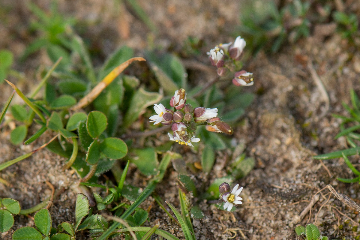 David Plant Photography - Wildlife Photography - Hairy whitlowgrass - A.jpg - Common whitlowgrass - Norfolk