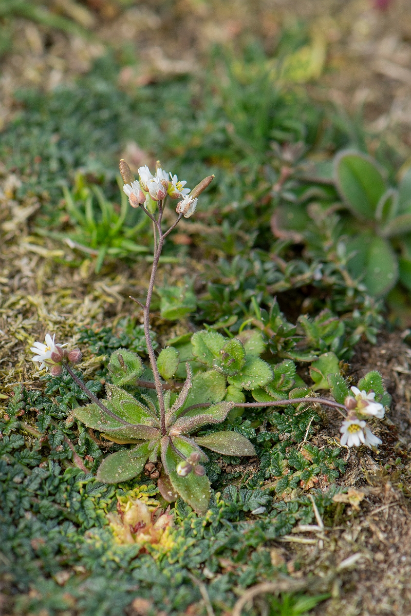 David Plant Photography - Wildlife Photography - Hairy whitlowgrass - B.jpg - Common whitlowgrass - Norfolk