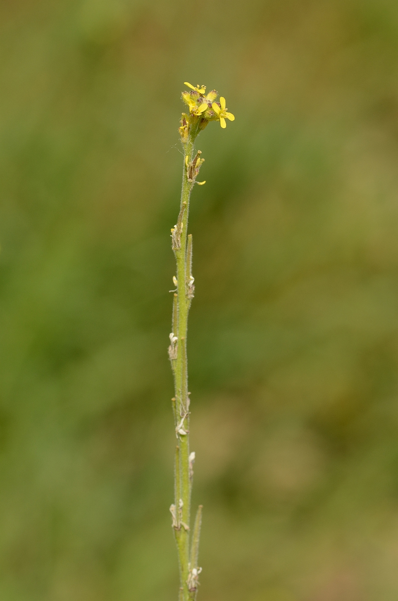 David Plant Photography - Wildlife Photography - Hedge mustard - B.jpg - Hedge mustard flower spike - Norfolk