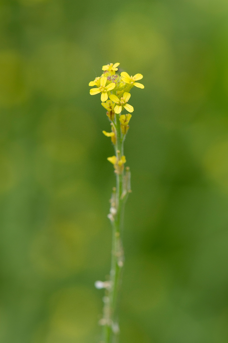 David Plant Photography - Wildlife Photography - Hedge mustard - D.JPG - Hedge mustard flowers - Cambridgeshire