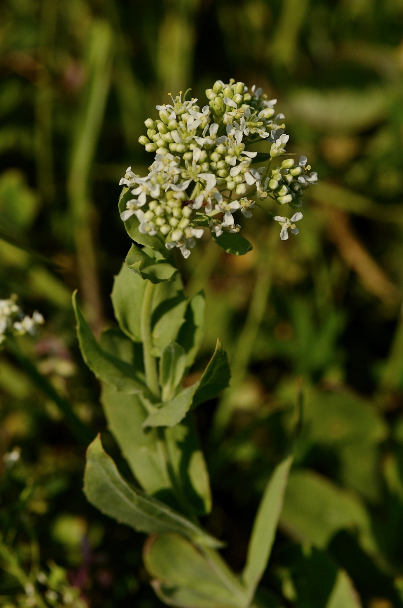 David Plant Photography - Wildlife Photography - Hoary cress - A.jpg - Hoary cress flowers - Essex