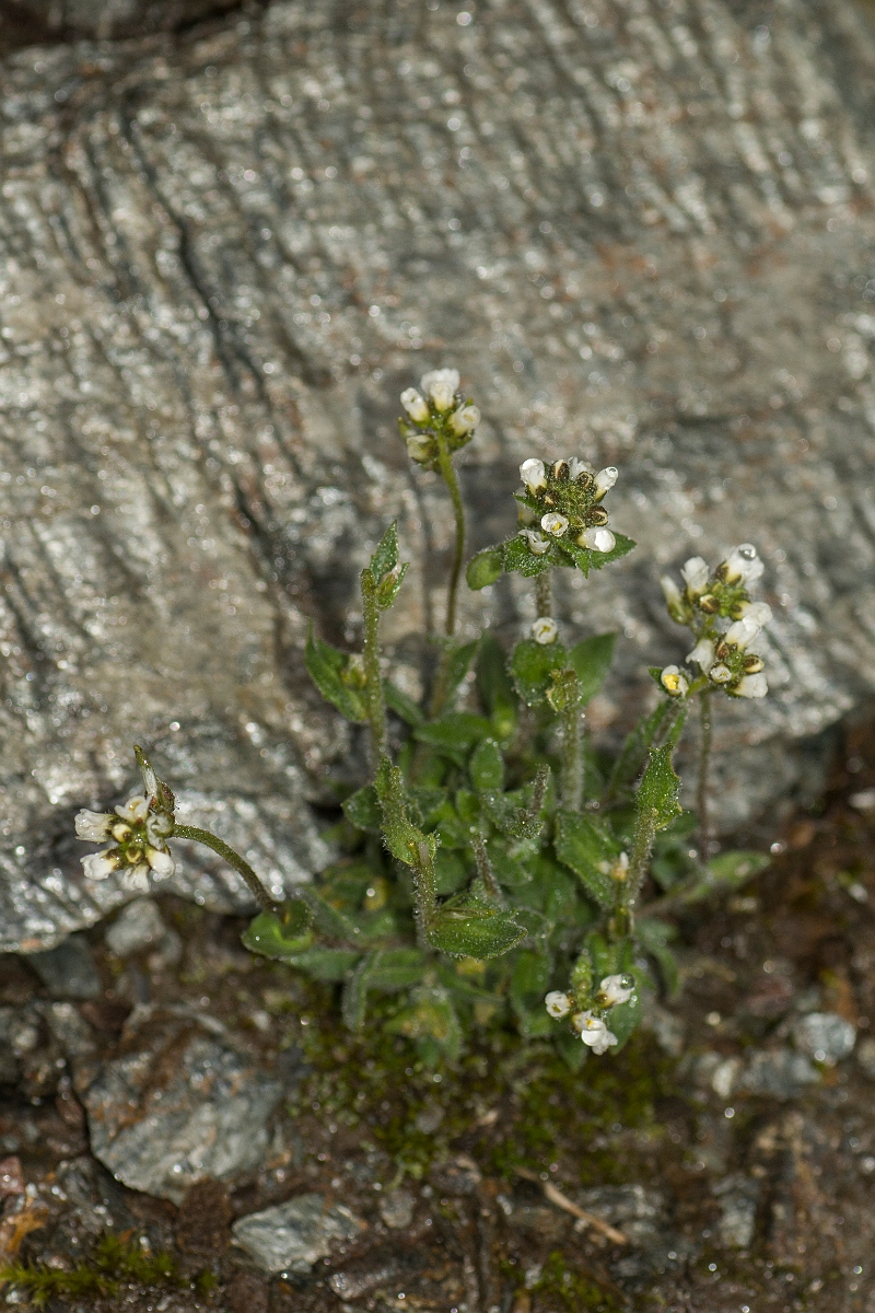 David Plant Photography - Wildlife Photography - Hoary whitlow-grass - F.jpg - Hoary whitlowgrass - Perthshire
