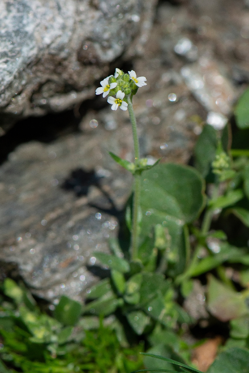 David Plant Photography - Wildlife Photography - Hoary whitlow-grass - G.JPG - Hoary whitlow-grass - Perthshire