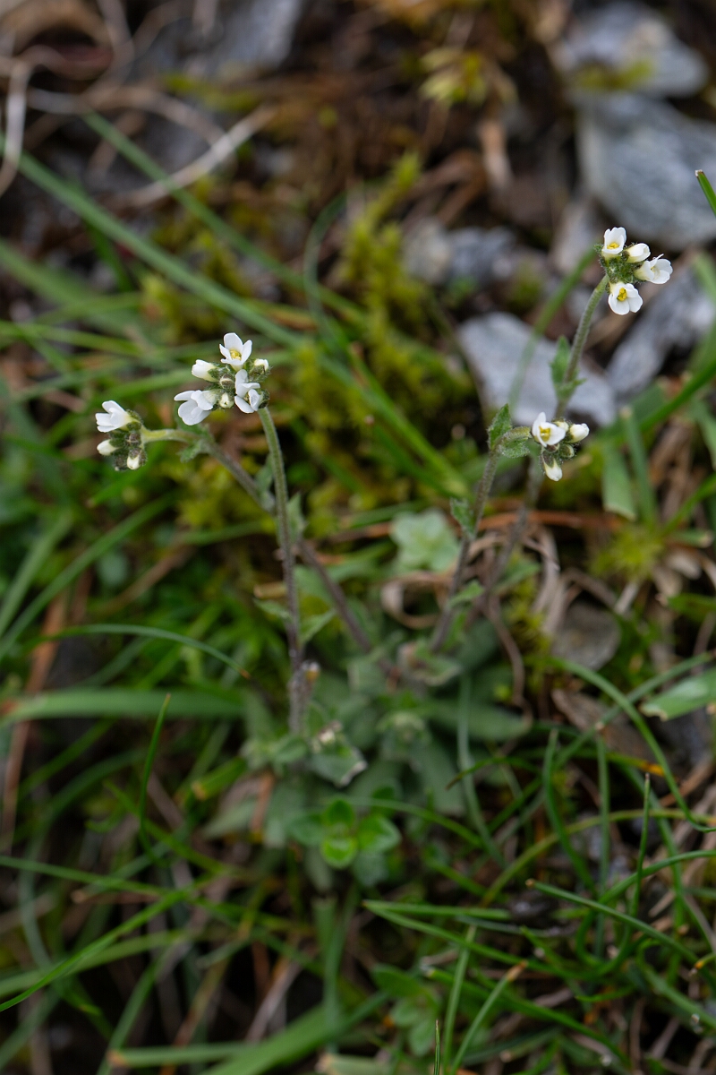 David Plant Photography - Wildlife Photography - Hoary whitlow-grass - H.jpg - Hoary whitlowgrass - Perthshire