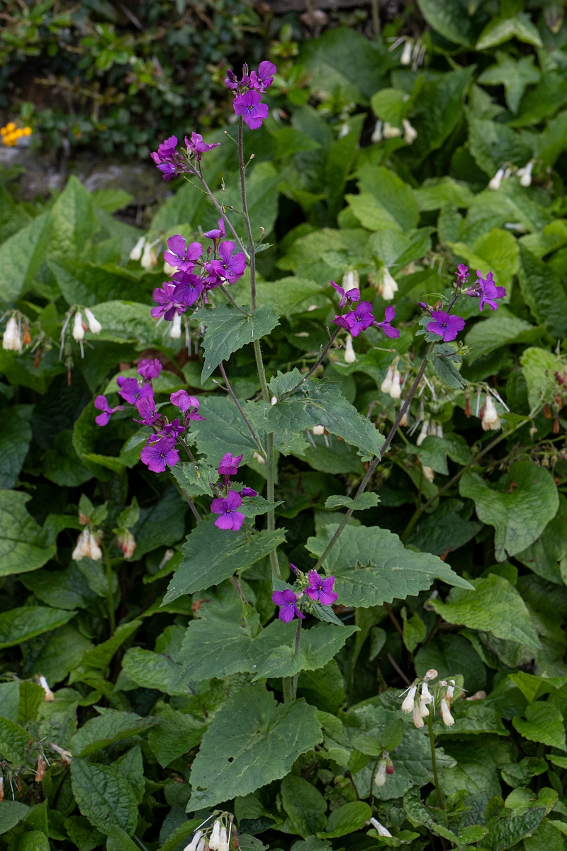 David Plant Photography - Wildlife Photography - Honesty - B.JPG - Honesty - Gloucestershire
