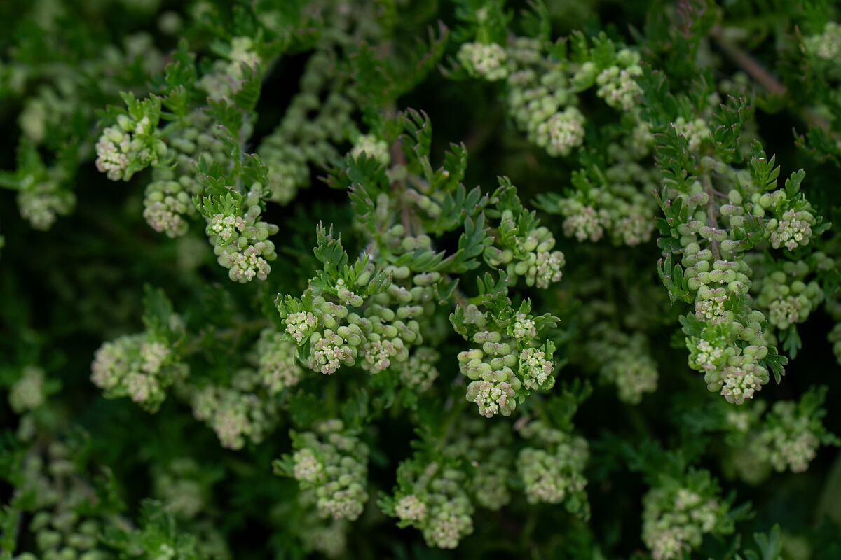 David Plant Photography - Wildlife Photography - Lesser swine-cress - D.jpg - Lesser swine-cress - Cornwall