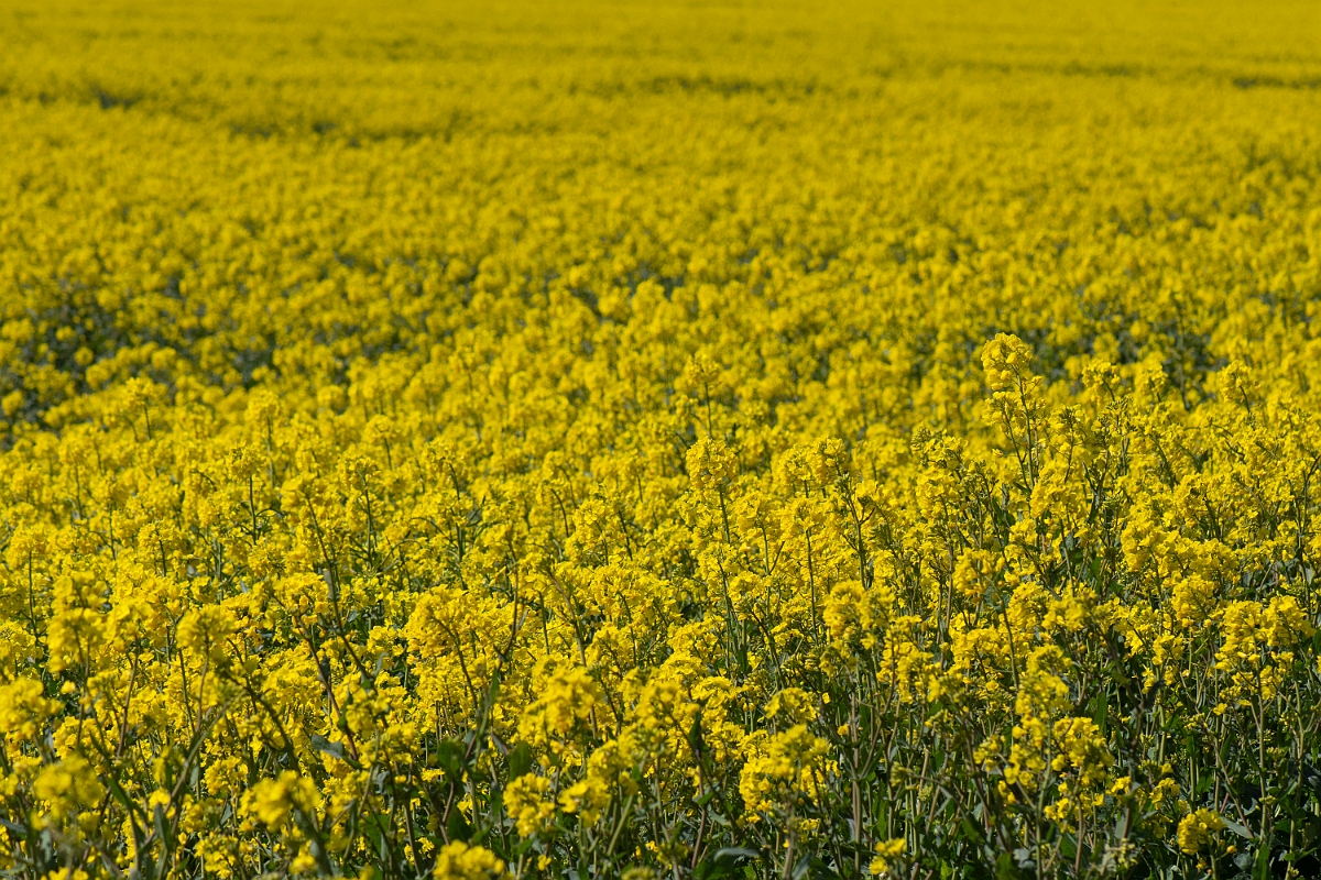 David Plant Photography - Wildlife Photography - Oilseed rape - A.JPG - Oilseed rape - Cambridgeshire