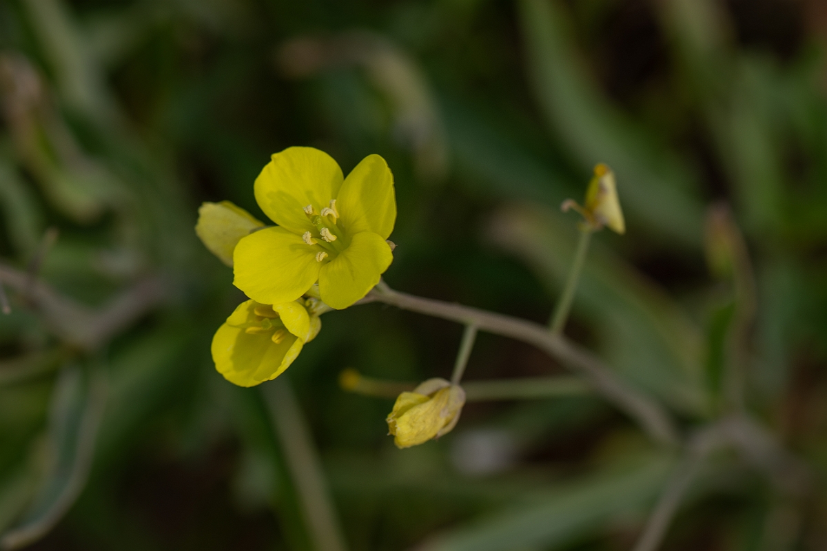 David Plant Photography - Wildlife Photography - Perennial wall rocket - B.jpg - Perennial wall rocket - Kent