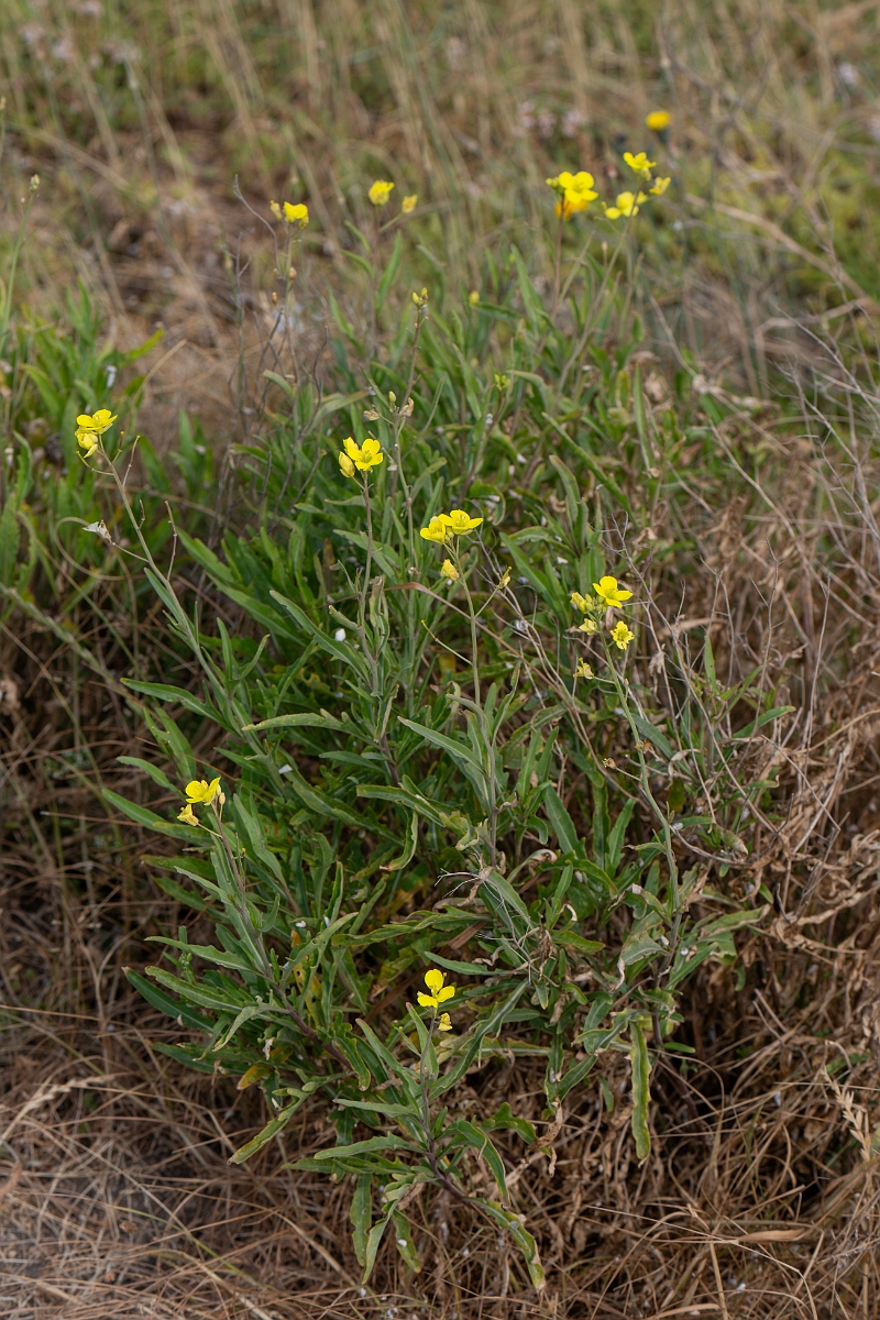 David Plant Photography - Wildlife Photography - Perennial wall rocket - C.jpg - Perennial wall rocket - Kent