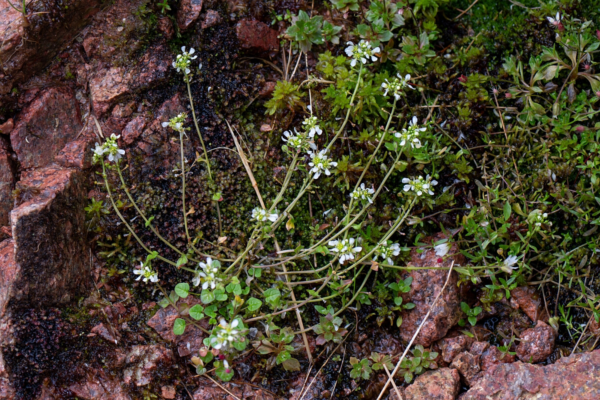 David Plant Photography - Wildlife Photography - Pyrenean scurvygrass - C.jpg - Pyrenean scurvy-grass - Cairngorms