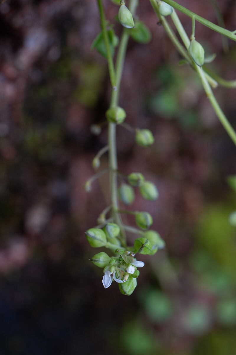 David Plant Photography - Wildlife Photography - Pyrenean scurvygrass - D.jpg - Pyrenean scurvy-grass - Cairngorms