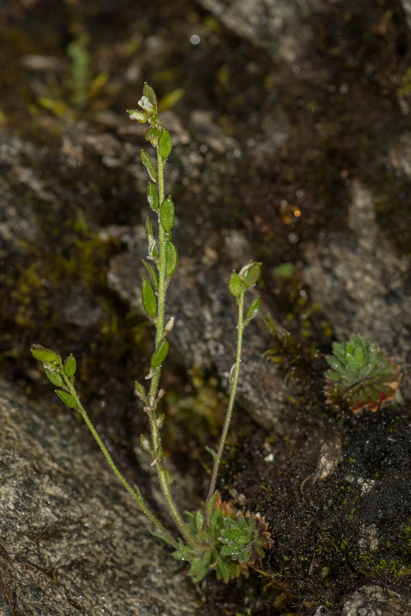 David Plant Photography - Wildlife Photography - Rock whitlowgrass - A.jpg - Rock whitlowgrass - Perthshire