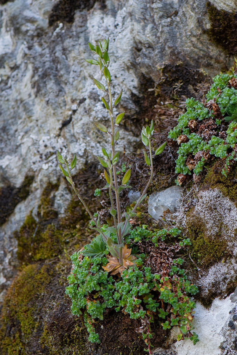 David Plant Photography - Wildlife Photography - Rock whitlowgrass - B.JPG - Rock whitlow-grass, seeds - Perthshire