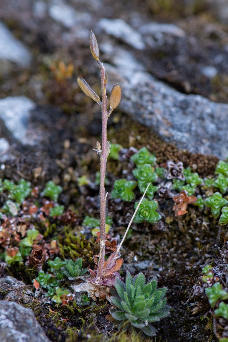 David Plant Photography - Wildlife Photography - Rock whitlowgrass - C.JPG - Rock whitlow-grass, seeds - Perthshire
