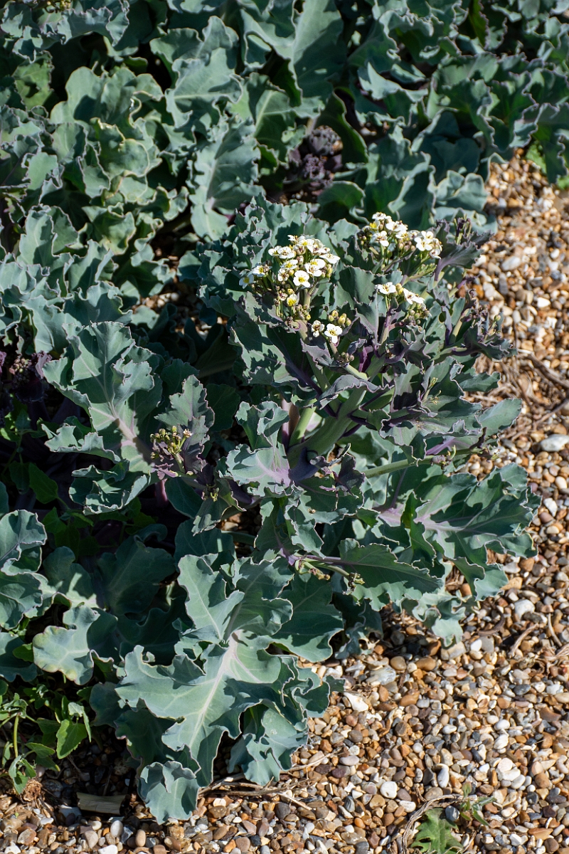 David Plant Photography - Wildlife Photography - Sea kale - B.JPG - Sea kale - Suffolk
