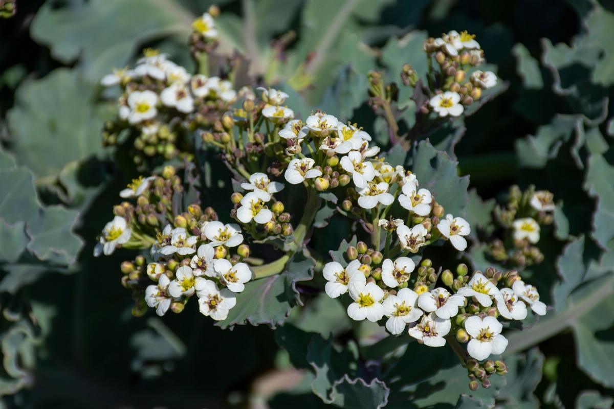 David Plant Photography - Wildlife Photography - Sea kale - C.JPG - Sea kale flowers - Suffolk