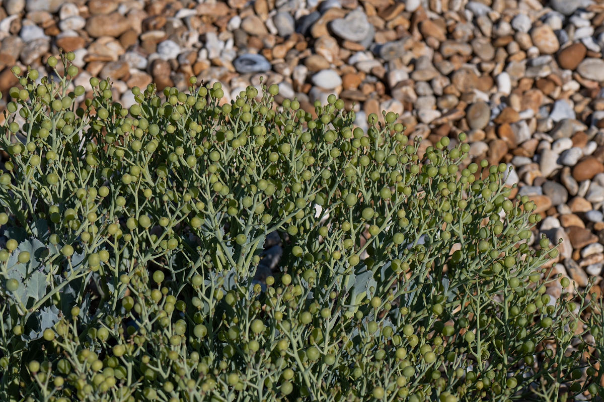 David Plant Photography - Wildlife Photography - Sea kale - E.JPG - Sea kale - Kent