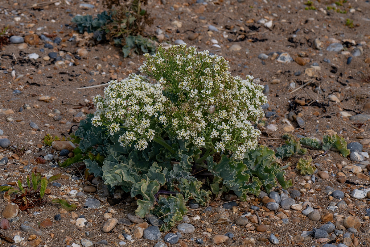 David Plant Photography - Wildlife Photography - Sea kale - F.jpg - Sea kale - Kent