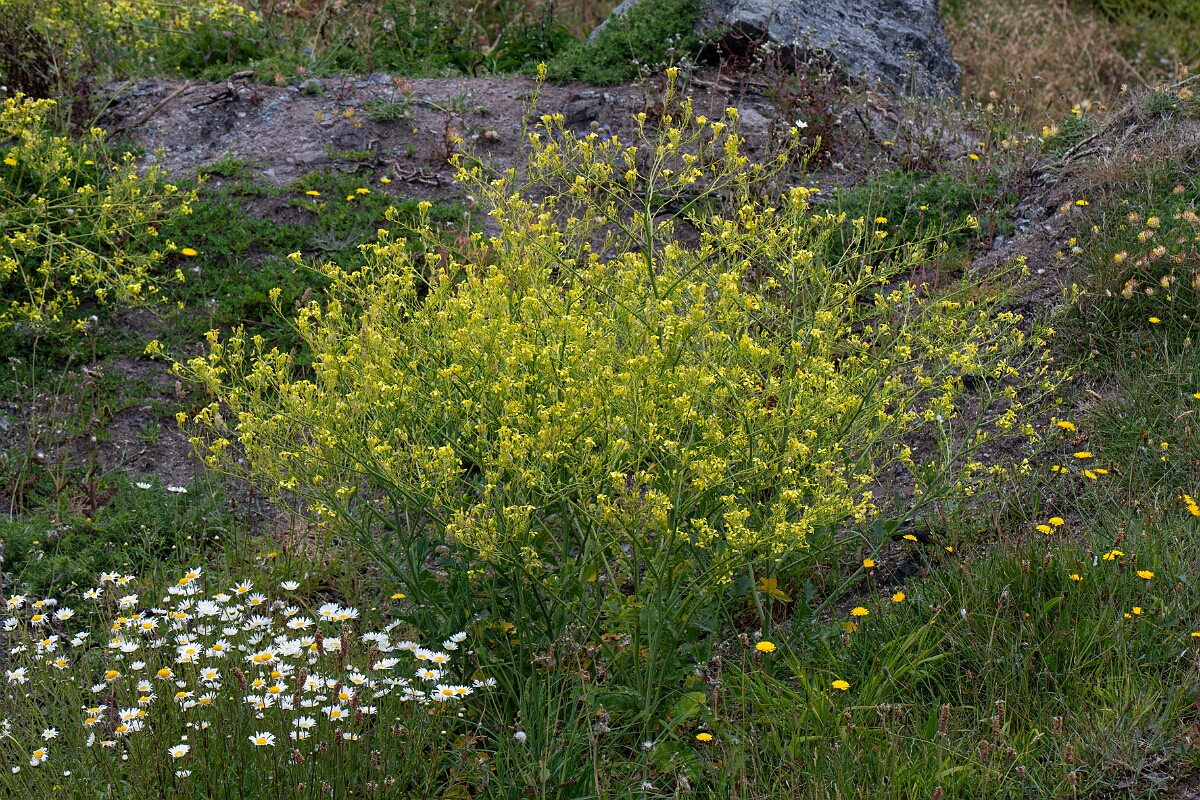 David Plant Photography - Wildlife Photography - Sea radish - B.jpg - Sea radish - Cornwall