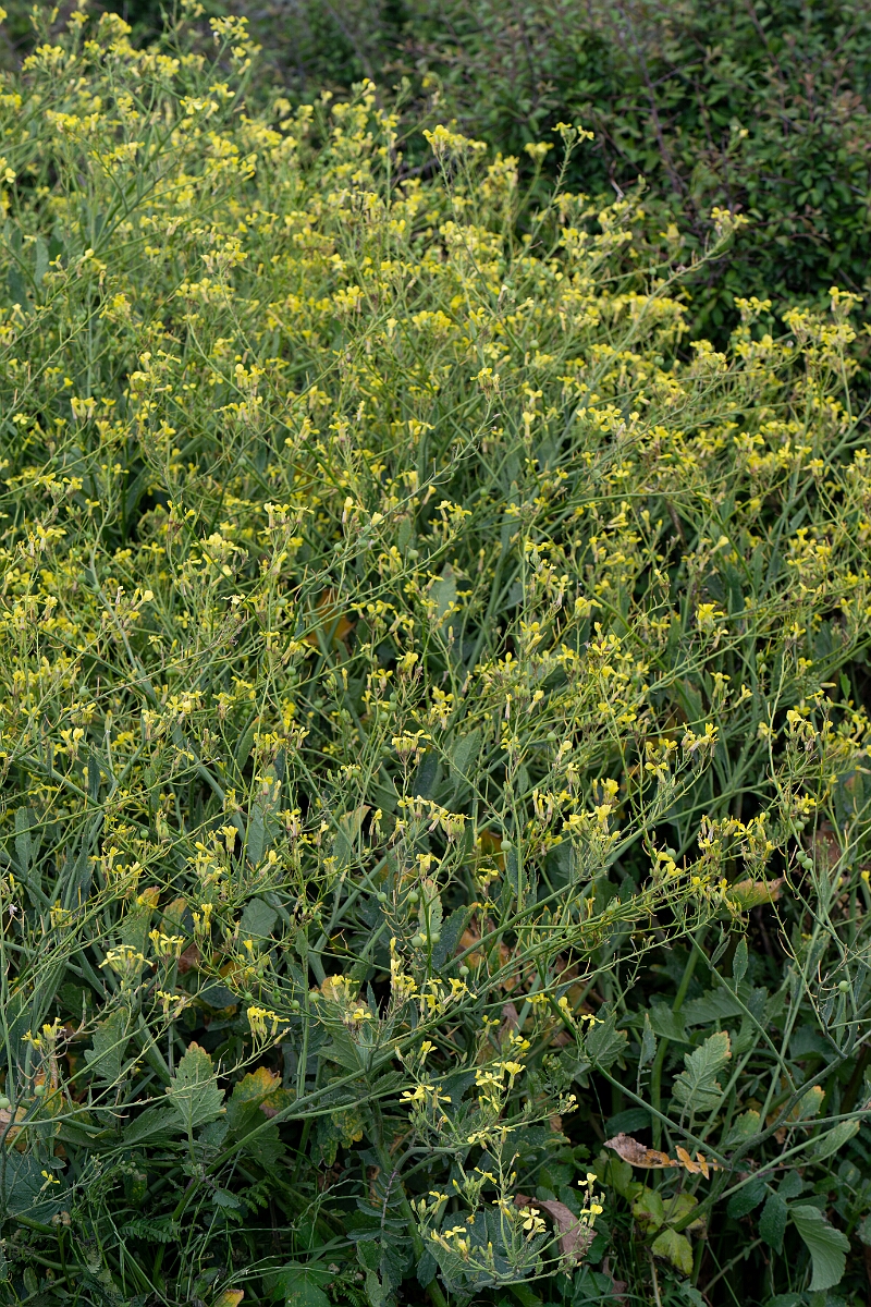David Plant Photography - Wildlife Photography - Sea radish - D.jpg - Sea radish - Cornwall
