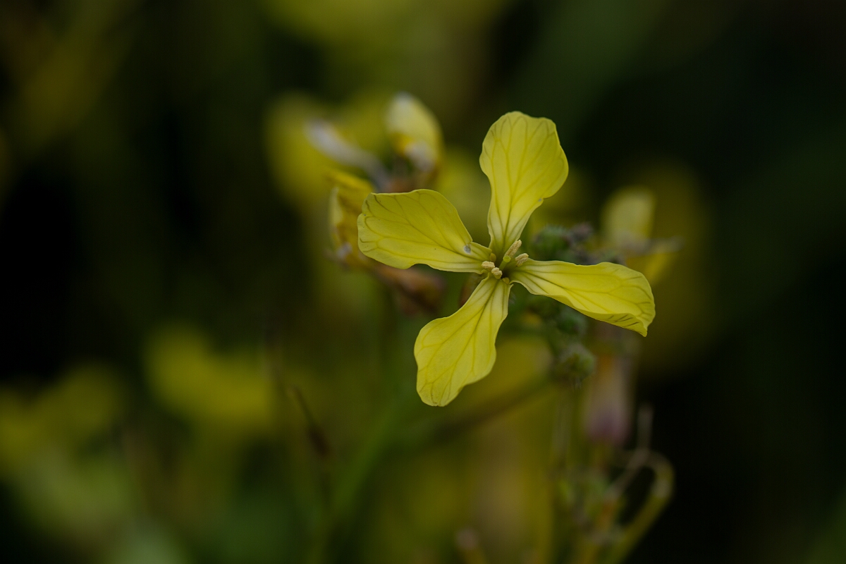 David Plant Photography - Wildlife Photography - Sea radish - F.jpg - Sea radish - Cornwall