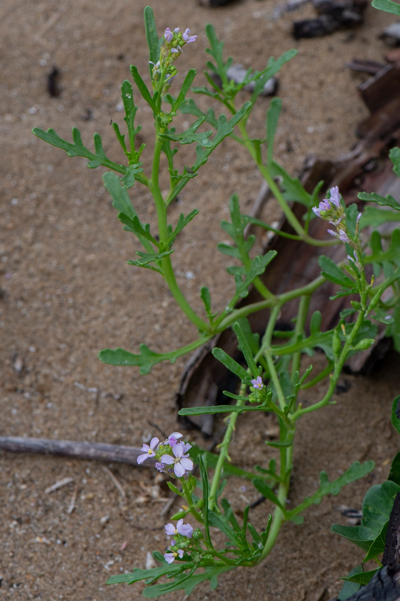 David Plant Photography - Wildlife Photography - Sea rocket - A.JPG - Sea rocket - Bridgend