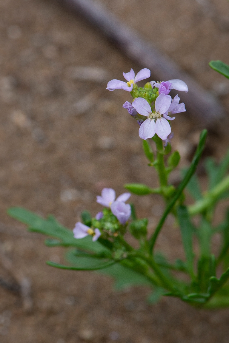 David Plant Photography - Wildlife Photography - Sea rocket - B.JPG - Sea rocket - Bridgend
