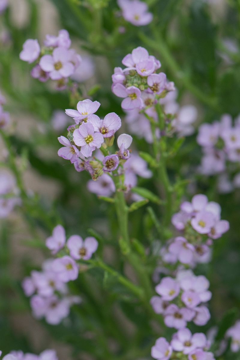 David Plant Photography - Wildlife Photography - Sea rocket - C.JPG - Sea rocket - Caithness