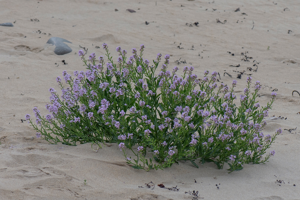 David Plant Photography - Wildlife Photography - Sea rocket - D.JPG - Sea rocket - Caithness