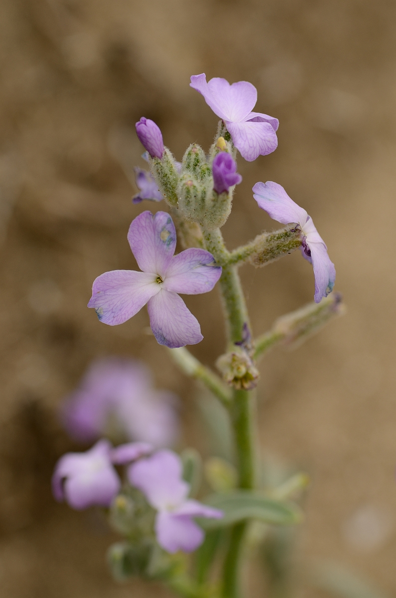David Plant Photography - Wildlife Photography - Sea stock - A.jpg - Sea stock - Bridgend