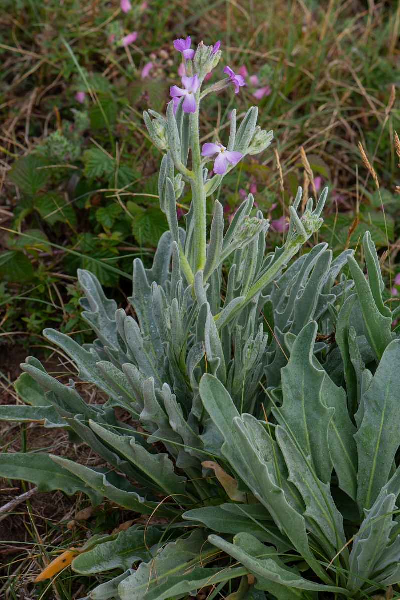 David Plant Photography - Wildlife Photography - Sea stock - B.JPG - Sea stock - Bridgend