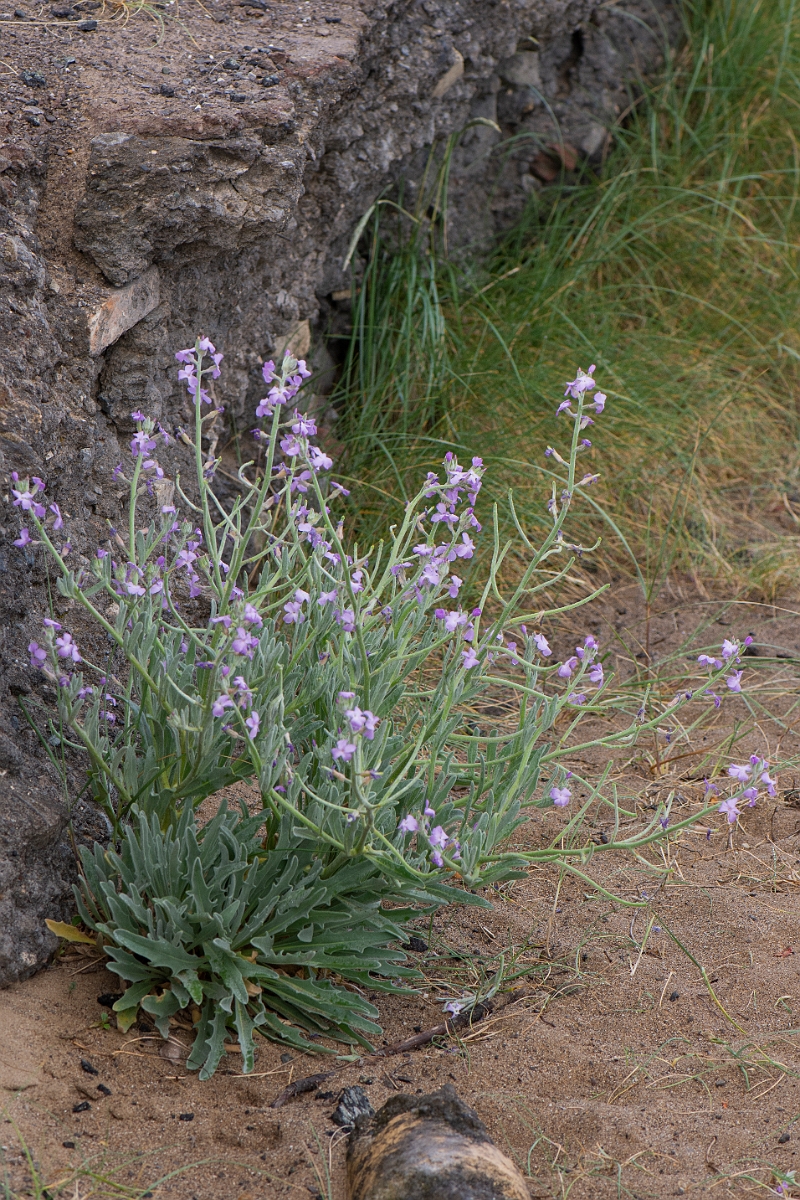 David Plant Photography - Wildlife Photography - Sea stock - D.JPG - Sea stock - Bridgend