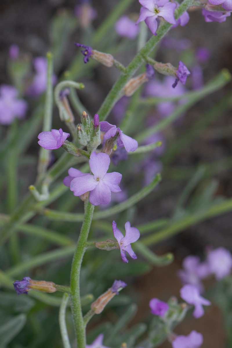 David Plant Photography - Wildlife Photography - Sea stock - E.JPG - Sea stock - Bridgend