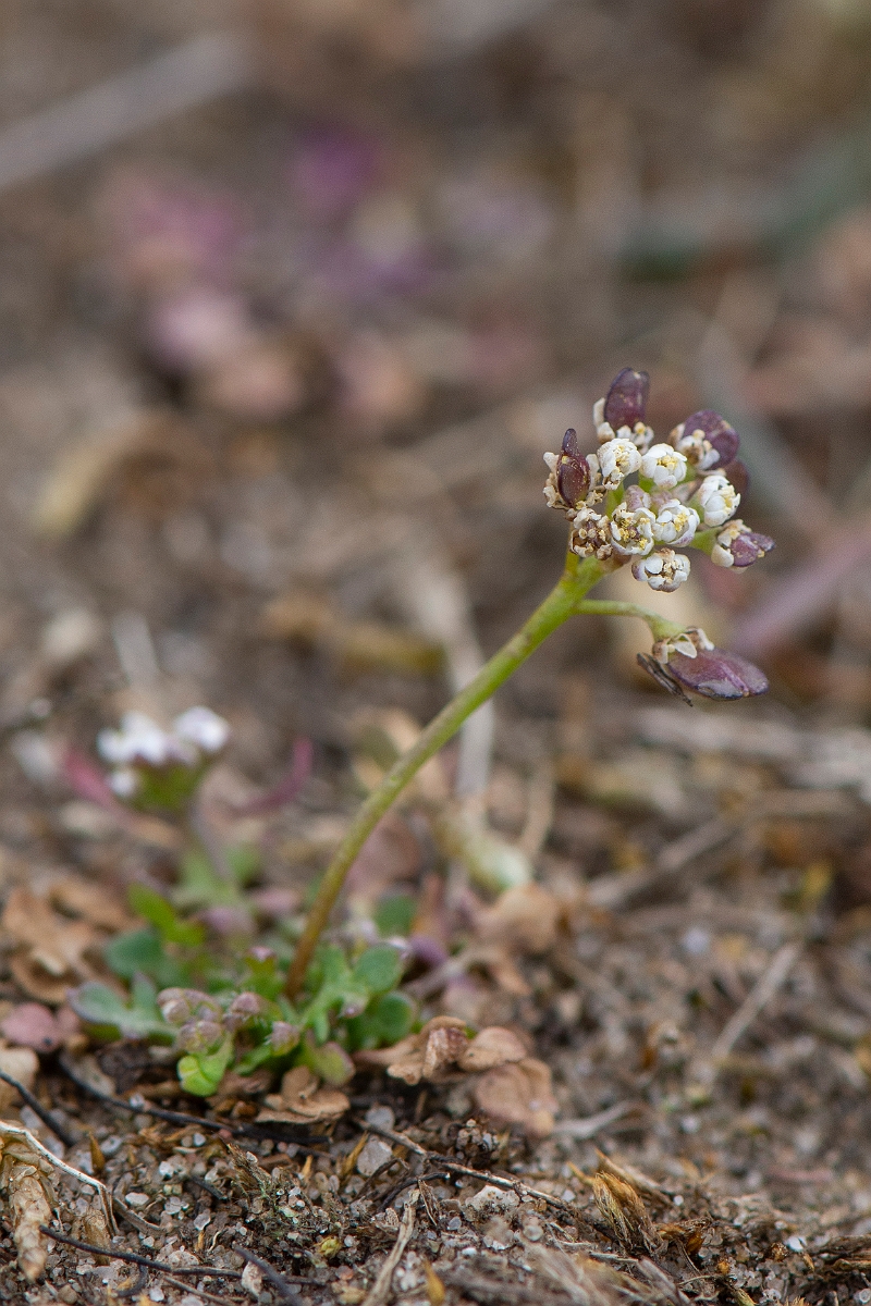 David Plant Photography - Wildlife Photography - Shepherd's cress - E.JPG - Shepherd's cress plant - Suffolk