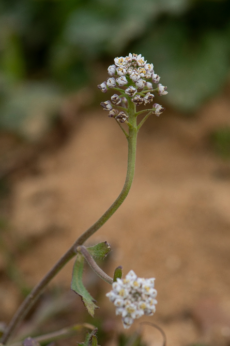 David Plant Photography - Wildlife Photography - Shepherd's cress - G.JPG - Shepherd's cress flower head - Suffolk