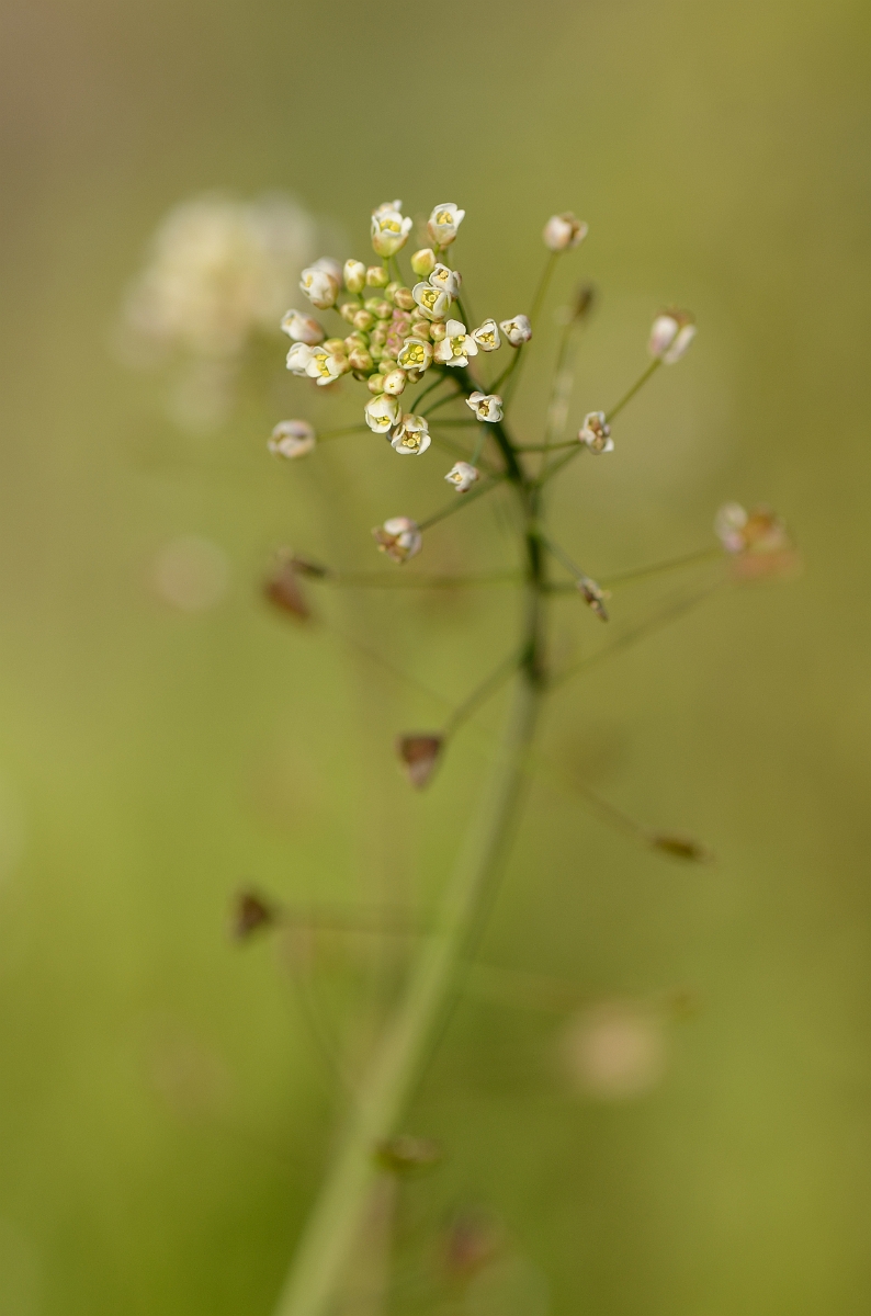 David Plant Photography - Wildlife Photography - Shepherd's purse - A.jpg - Shepherd's purse - Birmingham