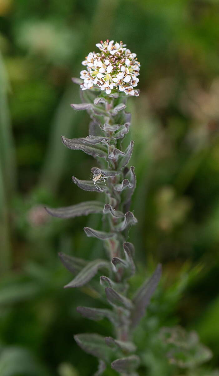 David Plant Photography - Wildlife Photography - Smith's pepperwort - B.jpg - Smith's pepperwort - Cornwall